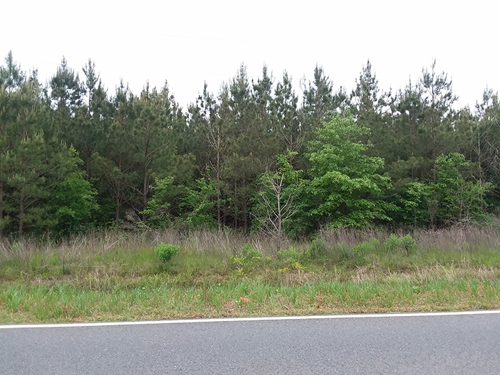 Pine sawflies plague northwest Louisiana